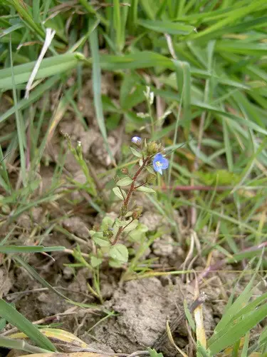 French speedwell