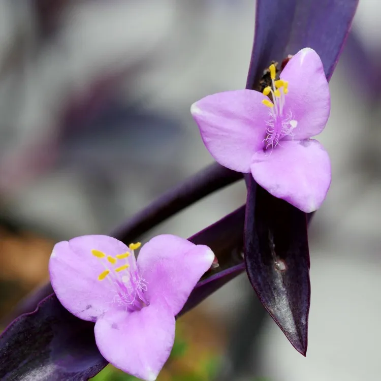 Discover the Benefits of Growing Purple heart in Your Home and Garden