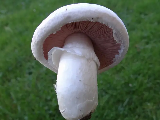 Gekweekte champignon