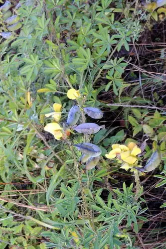 Sc Rattlepod Bushy rattlepod (Crotalaria grahamiana) Flower, Leaf, Care, Uses ...