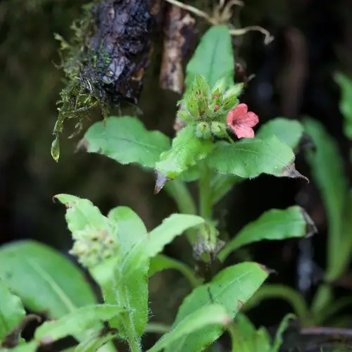 Red lungwort