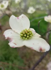 ハナミズキ（花水木）の判定方法 (Cornus florida)