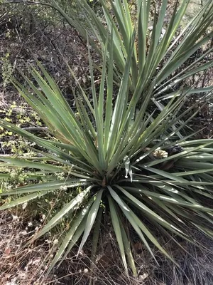 Yucca (Yucca madrensis) - PictureThis