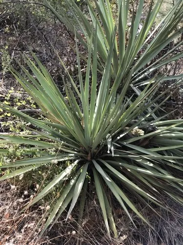 Yucca (Yucca madrensis) - PictureThis