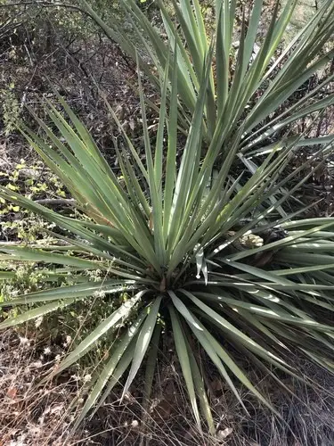 Yucca madrensis