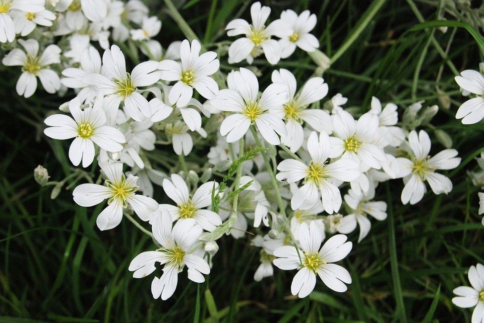 Is baby’s breath toxic when dried?