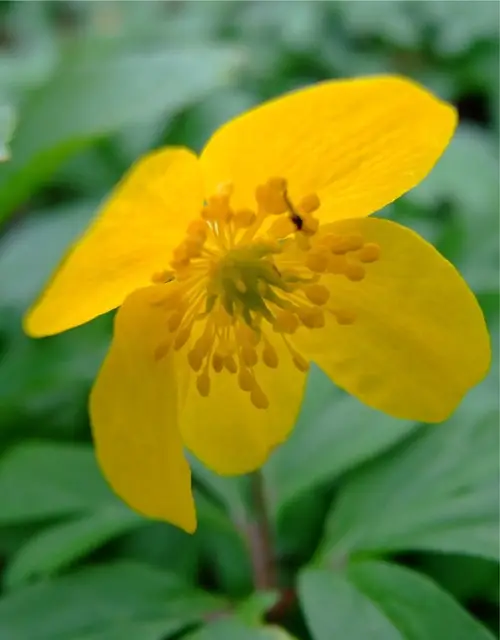 Yellow wood anemone