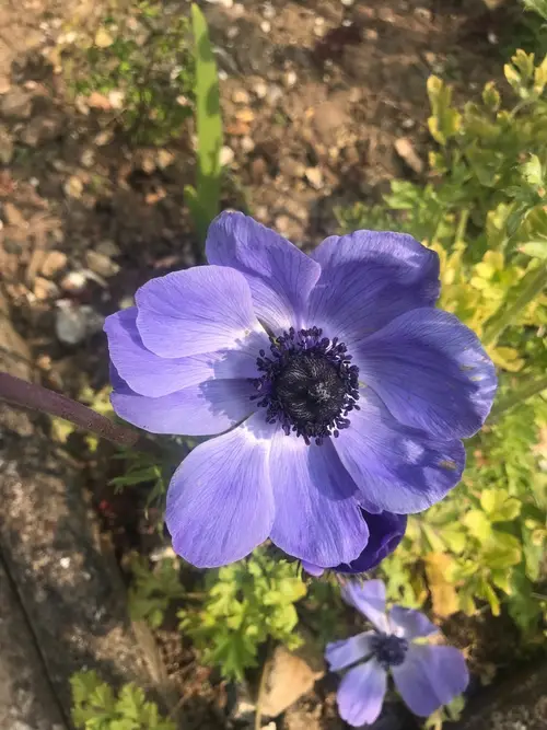 Anemone coronaria 'Blue Poppy'