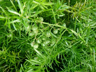 rasen biologisch düngen Bio-Herbstrasendünger kaufen main image 1