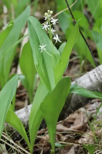 Threeleaf false lily of the valley
