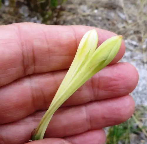 Cyrtanthus leucanthus
