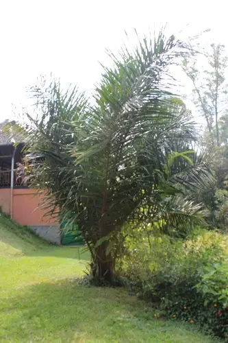 Raffia palm