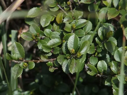 Eurya crenatifolia