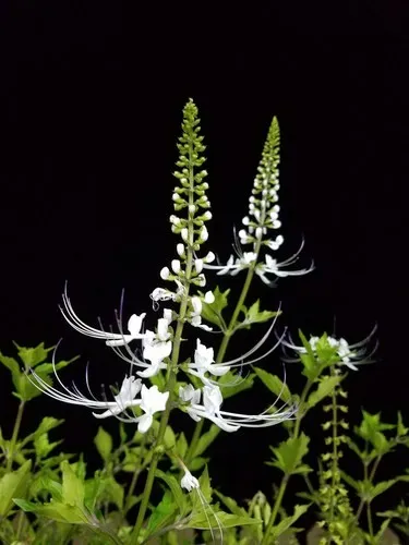Cat's whiskers - Orthosiphon aristatus (Care, Characteristics, Flower,  Images)