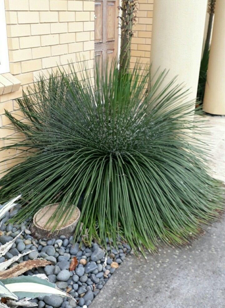 極太 1m65cm 特大 大型 Dasylirion longissimum ダシリリオン