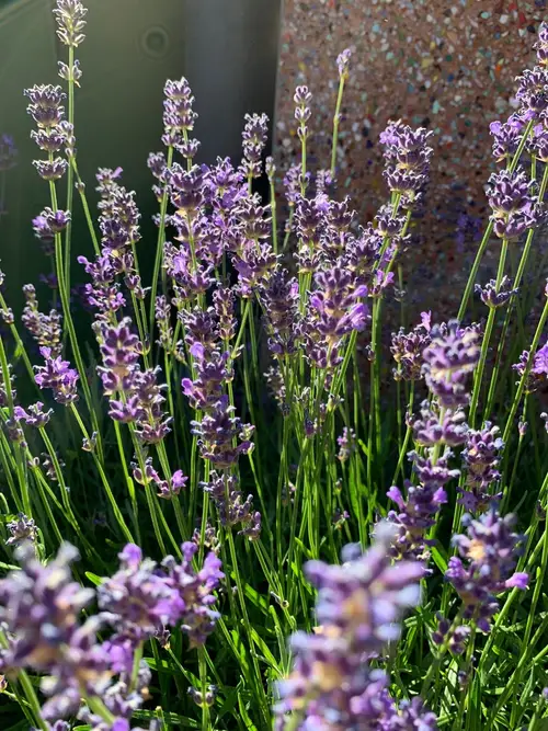 English lavender 'Royal Velvet'