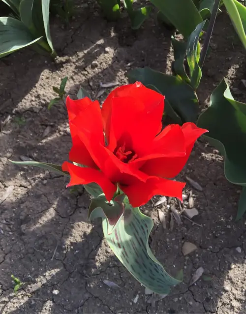 Tulipa × greigii 'Princesse Charmante'