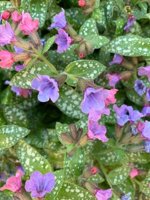 Bethlehem lungwort 'Margery Fish' (Pulmonaria saccharata 'Margery Fish ...