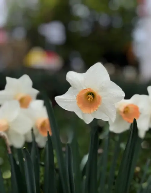 Narcissus jonquilla 'Bell Song'