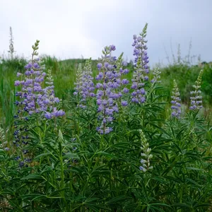 How to Grow and Care for Silky Lupine