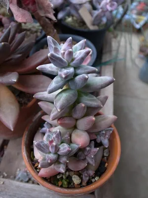 多肉♥️コンパクツム♥️3カット苗♥️ 多肉♥️コンパクツム♥️3カット苗♥️