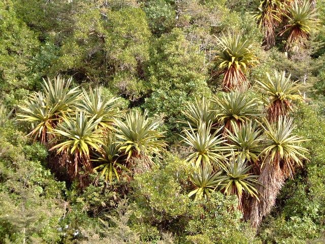 Enhancing Your Garden: How Can Mountain cabbage tree Elevate Your ...