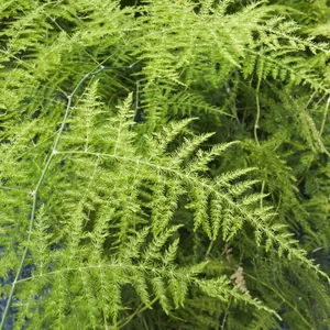 Feder-Spargel - Asparagus setaceus (Pflege, Merkmale, Invasiv, Bilder)