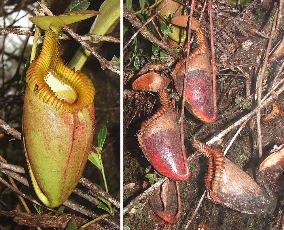 食虫植物 Nepenthes villosa Kinabaru BCP小苗 ネペンテス 食虫植物N