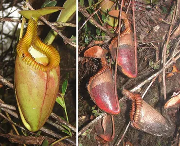 食虫植物N. villosa Kinabalu WP (ネペンテス　ビロサ) 食虫植物N. villosa Kinabalu WP (ネペンテス ビロサ) Nepenthes