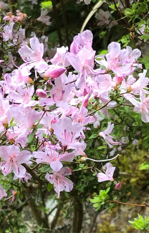 Rhododendron rubropilosum