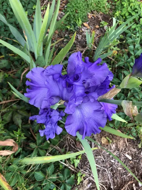 Iris × germanica 'Mer Du Sud'
