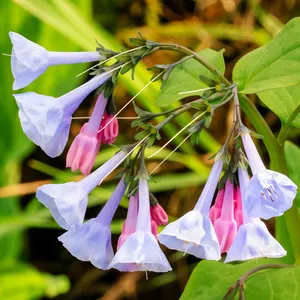 バージニア・ブルーベル (Mertensia virginica) - PictureThis