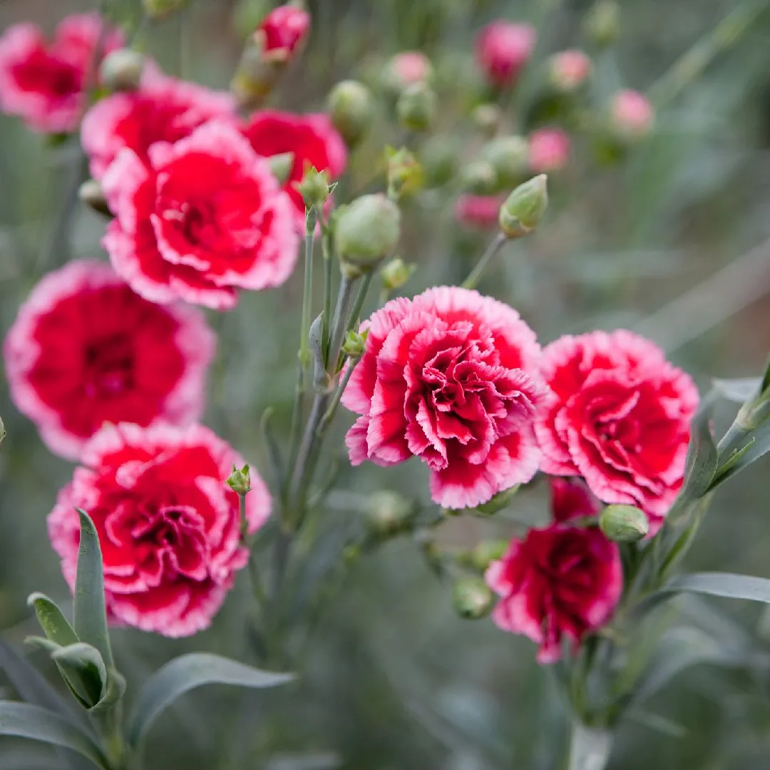 How to grow graceful and beautiful Carnations