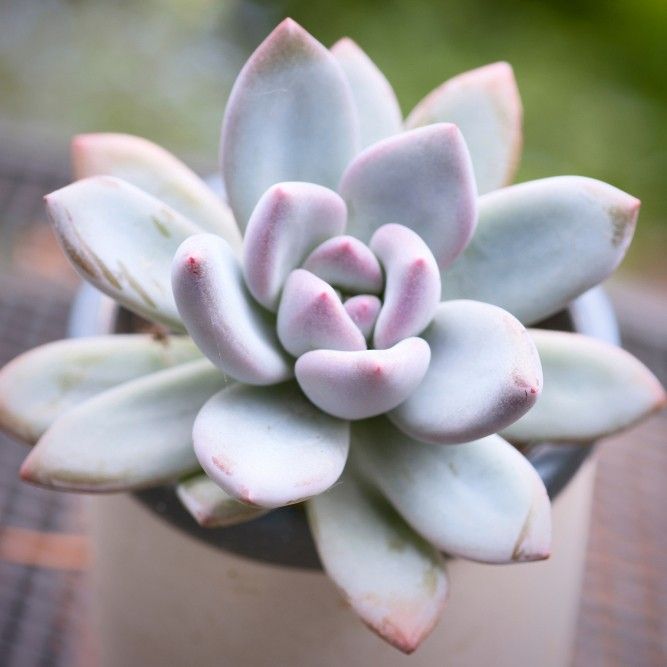 オパリナ多肉植物を冬越しさせる方法