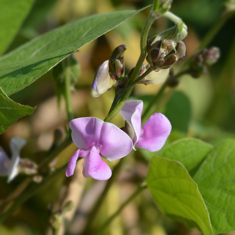 How to Solve Hyacinth bean Problems