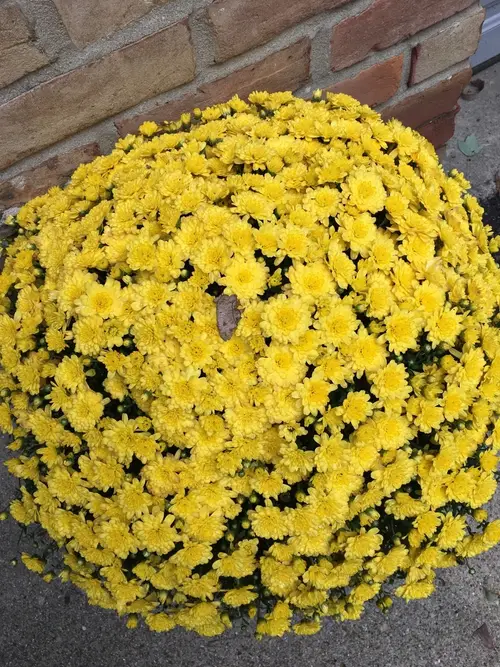 Chrysanthemum 'Jasoda Yellow'