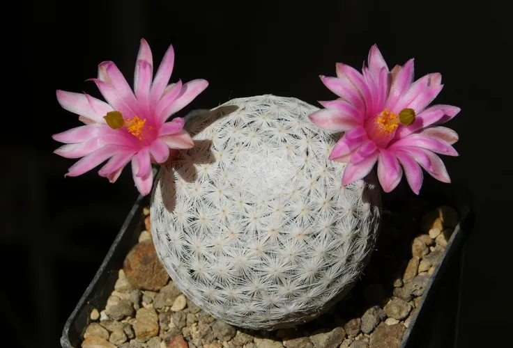 サホテンマミラリア白鳥　実生 サホテンマミラリア白鳥 実生