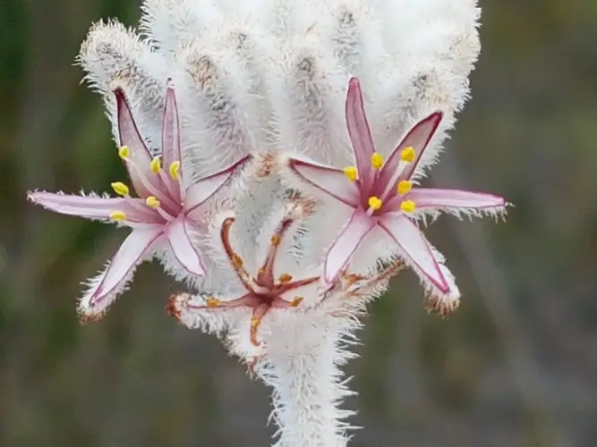 Cape edelweiss
