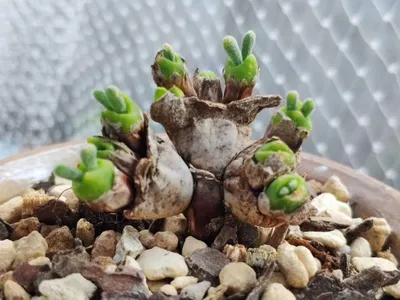 How to Grow and Care for Bunny succulent