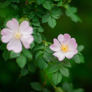 How to Grow and Care for Swamp Rose