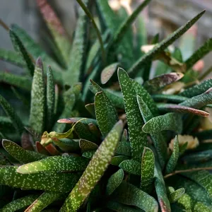 How to Grow and Care for Bredasdorp gasteria