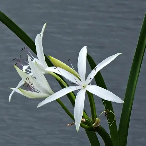 Florida swamp-lily