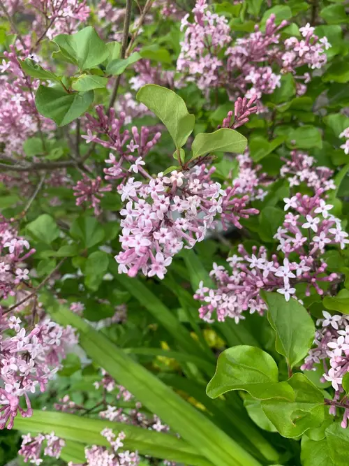 Lilacs 'Josee'