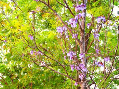 How to Grow and Care for Empress tree
