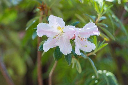 Rhododendron pachypodum - PictureThis
