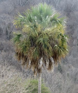Palmettos (Sabal) - PictureThis