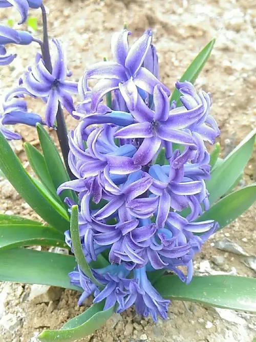 Common hyacinth 'Ostara'