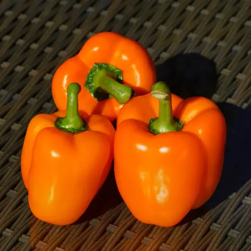 Orange Sun Bell Pepper