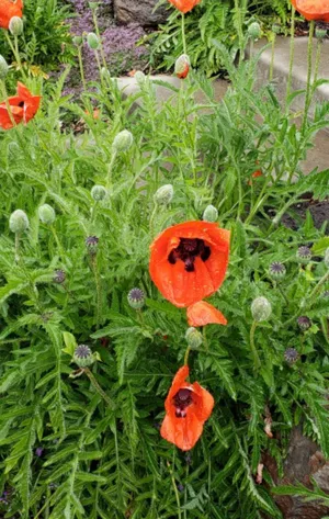Wie man Trkischer Mohn 'Leuctfeuer' anbaut und pflegt