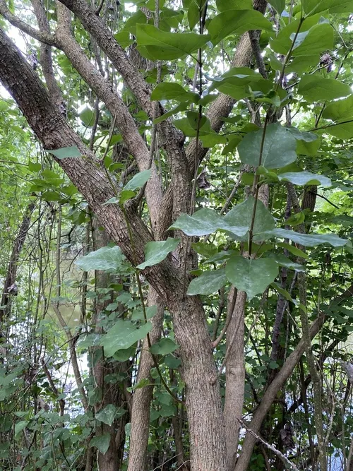 ハシドイ（丁香花） (ケア, 特徴, 花, 画像)